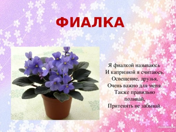 Фиалка узамбарская стебель
