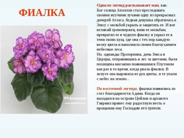 Узамбарская фиалка
