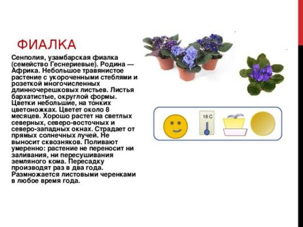 Фиалка пт Любава