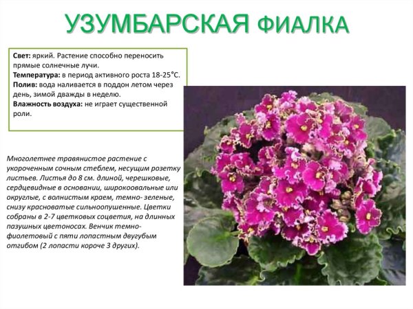 Фиалка Ле Лада