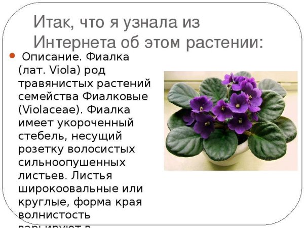 Определитель сортов сенполии