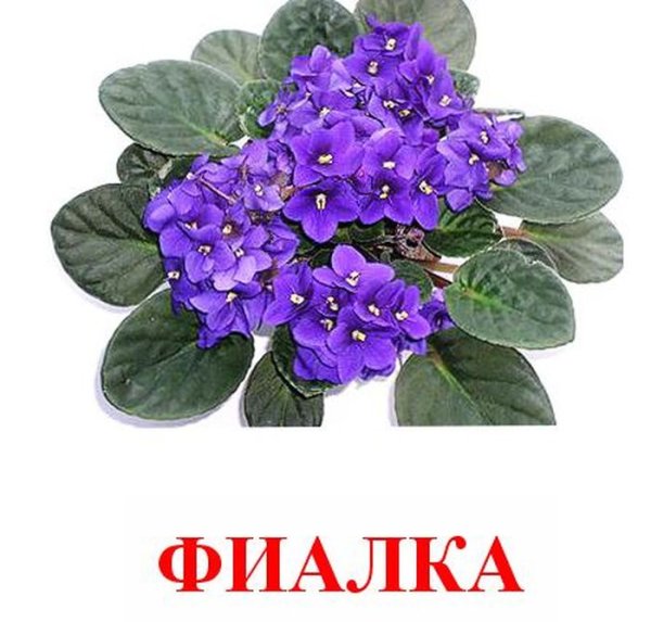Узамбарская фиалка махровая