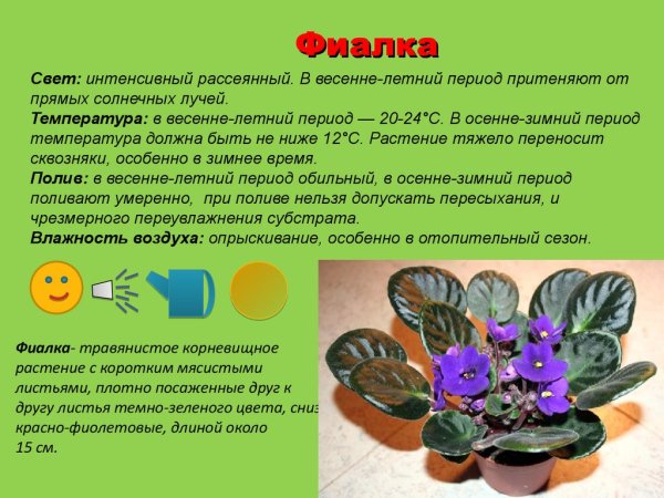 Узамбарская фиалка комнатное растение