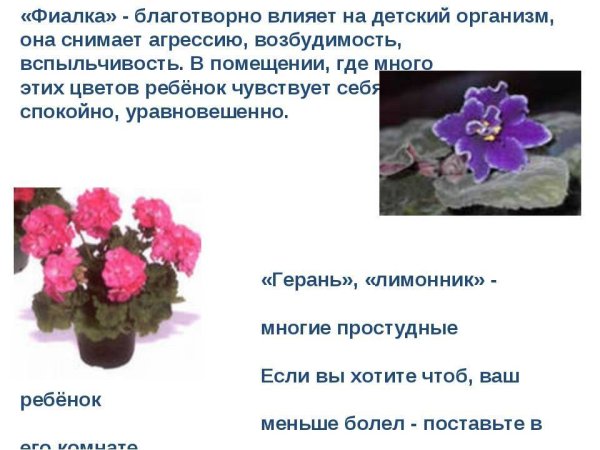 Saintpaulia ionantha