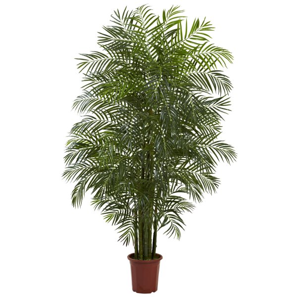 Areca Palm