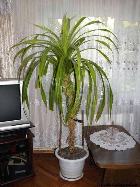 Пальмовидные растения