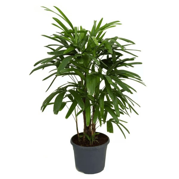 Рапис Excelsa