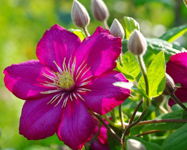 Summer flowering клематис