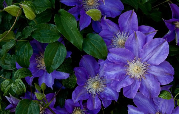 Клематис Лилак