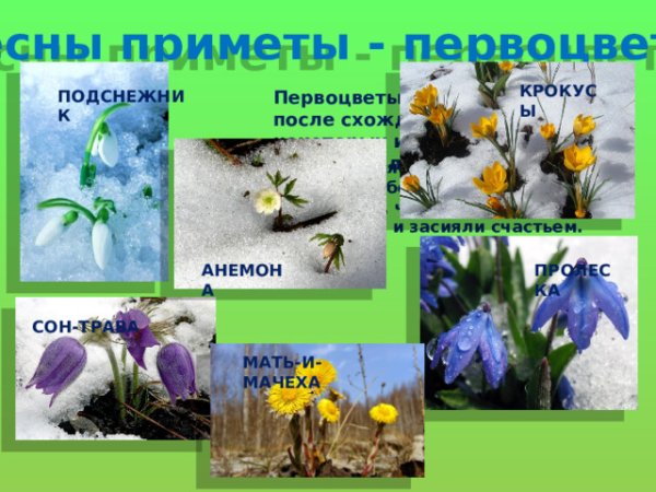 Признаки первоцветов