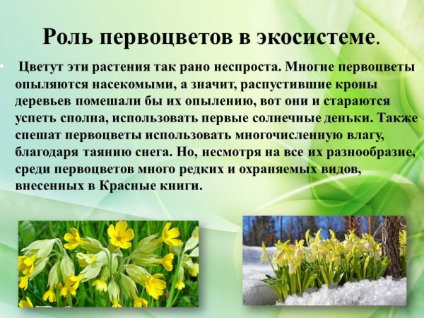 Описание первых весенних цветов