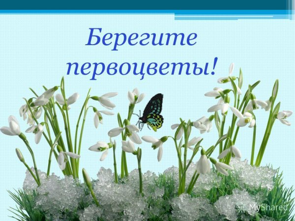 Берегите первые цветы