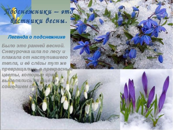 Весенние цветы описание