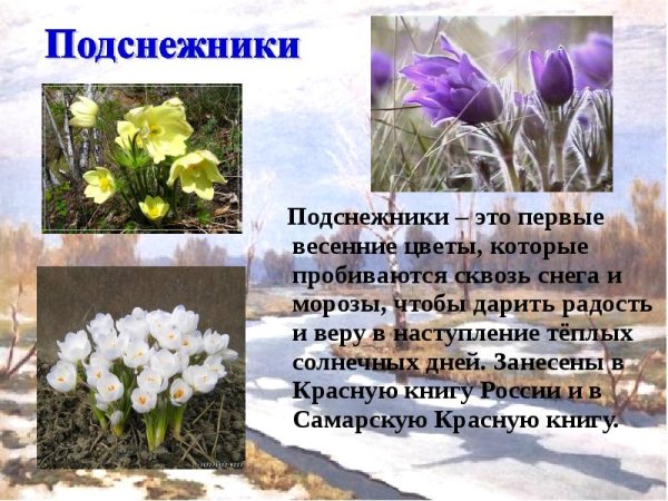 Цветы занесенные в красную книгу России подснежники