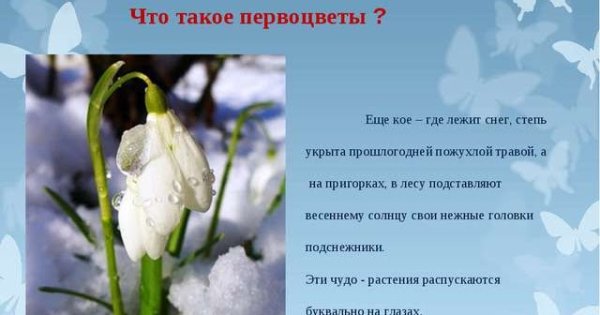 Первоцветы для детей дошкольного возраста
