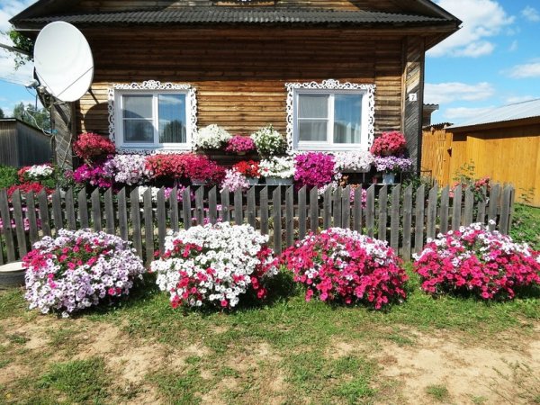 Красивые клумбы с петуниями