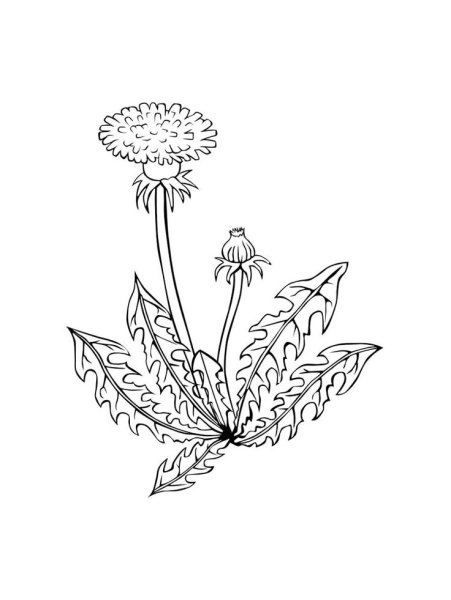 Одуванчик раскраска