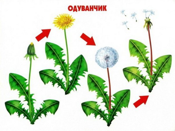 Одуванчик лекарственный стебель