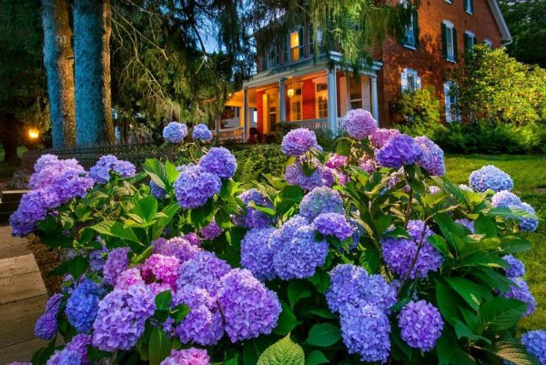 Гортензия вечное лето в ландшафте