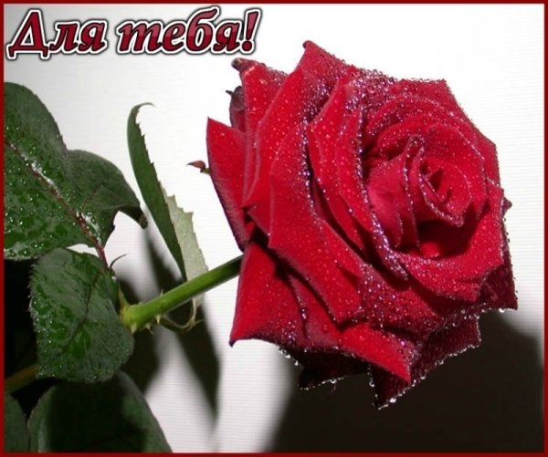 Для тебя красавица