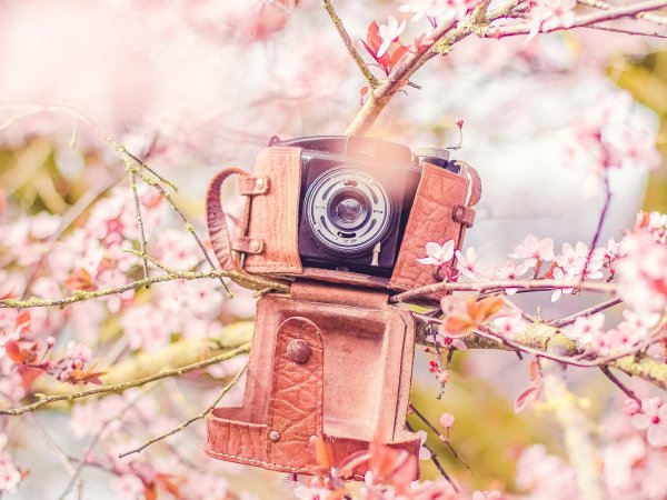 Фотоаппарат и цветы