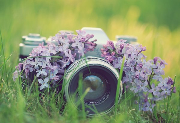 Фотик с цветами