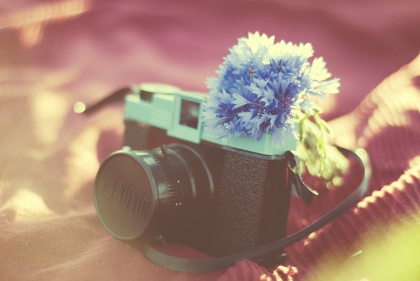 Цветы в объективе фотоаппарата