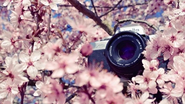Букет цветов и фотоаппарат