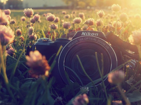 Фотоаппарат с цветами