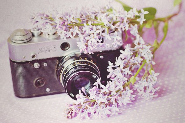 Фотоаппарат и цветы