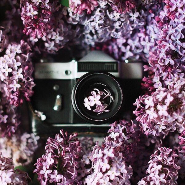 Ретро фотоаппарат цветы