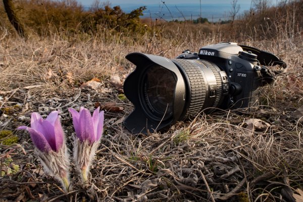Фотоаппарат в цветах