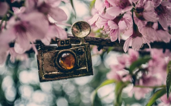 Фотоаппарат и цветы