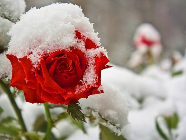 Розы под снегом
