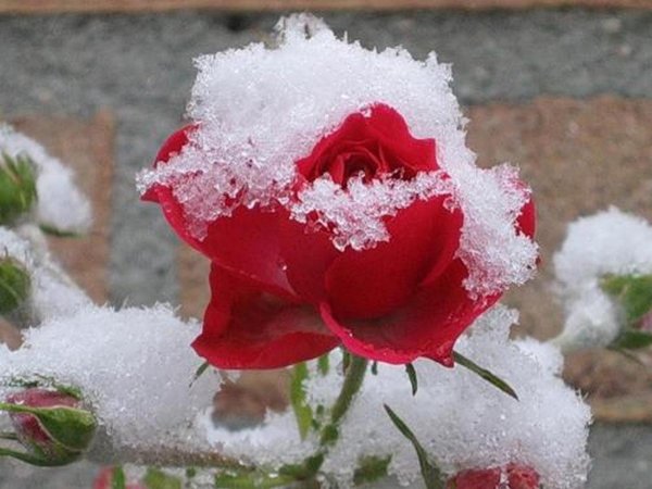 Розы под снегом