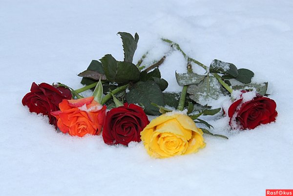 Букет роз на снегу