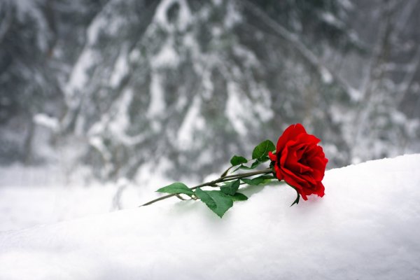 Красные цветы на снегу