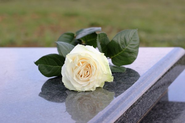 Роза лежит