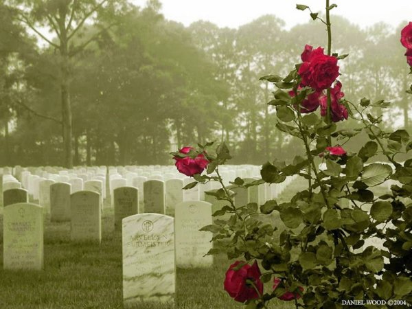 Роза мемориал дей (Memorial Day) мемориал дей