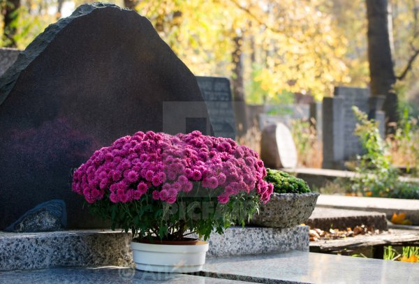 Цветы для цветника на кладбище