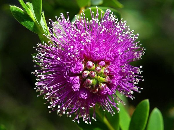 Eremae violacea