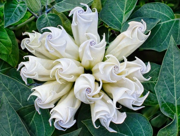Страстоцвет (Passiflora)