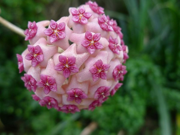 Такка Шантрье Tacca chantrieri