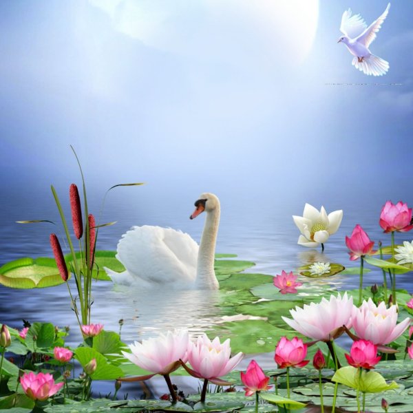 Красивая природа с лебедями