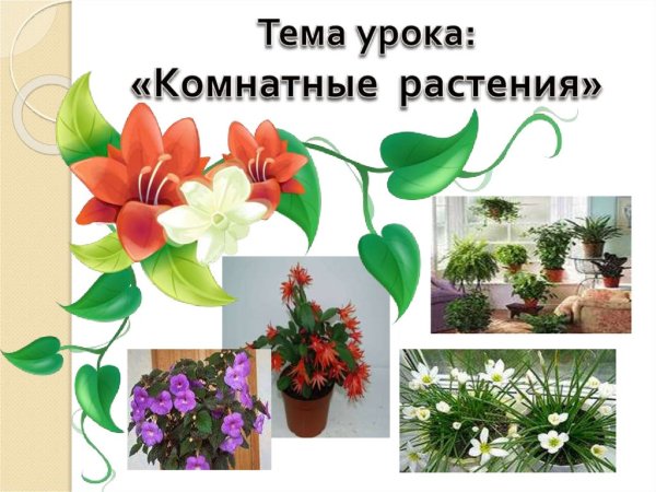 Тема урока комнатные растения