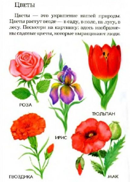Цветы задания для детей