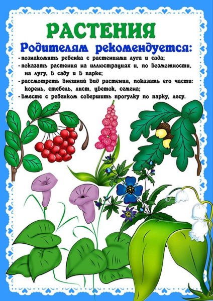 Алгоритм ухода за цветами