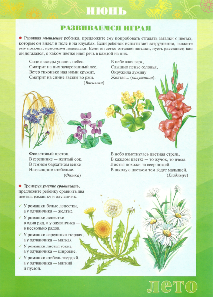 Комнатные растения для дошкольников