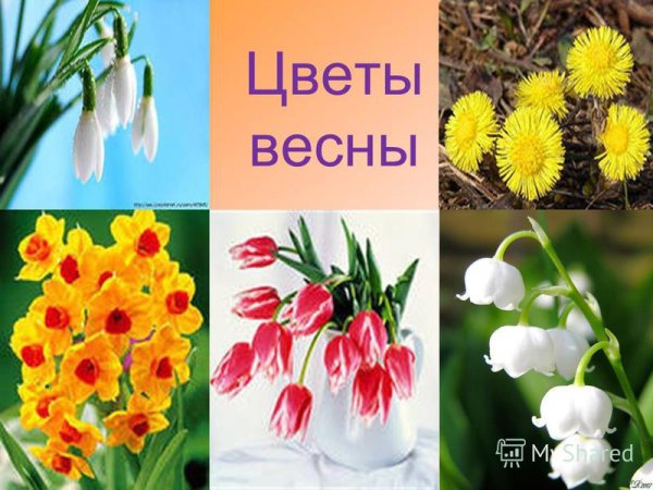 Занятия с детьми на тему цветы