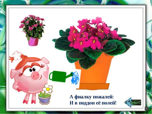 Цветы садовые полевые Лесные